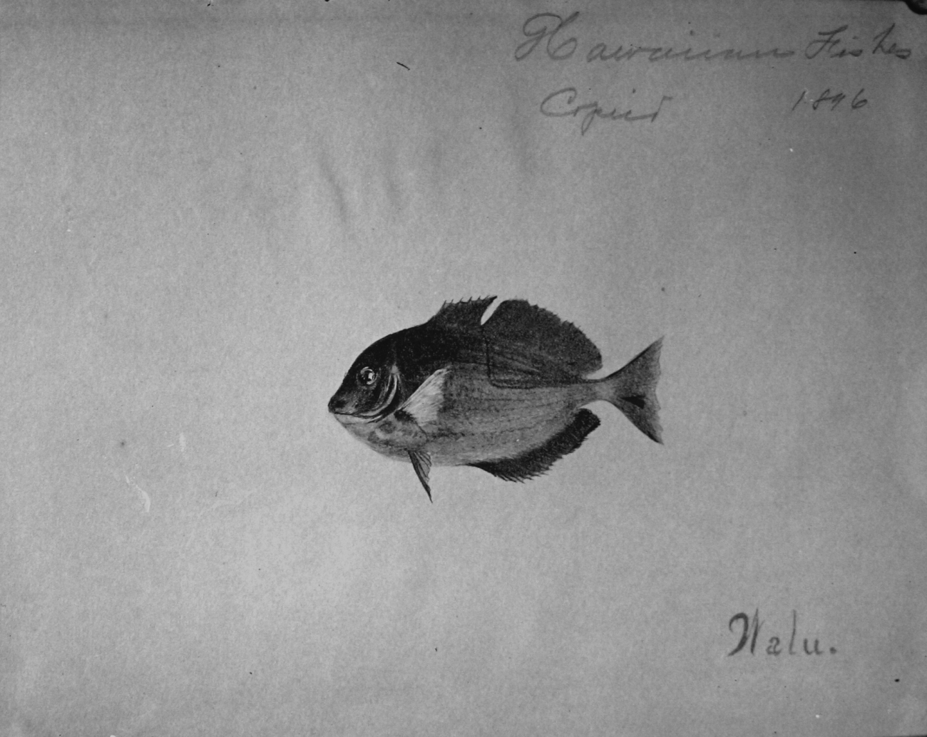 Hawaiian fishes, 1896, Walu