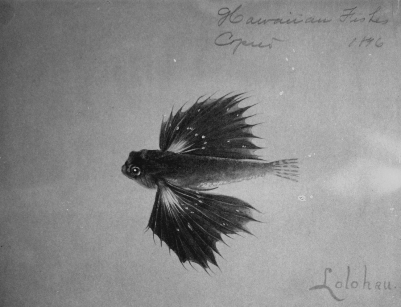 Hawaiian fishes, 1896, Lolohua