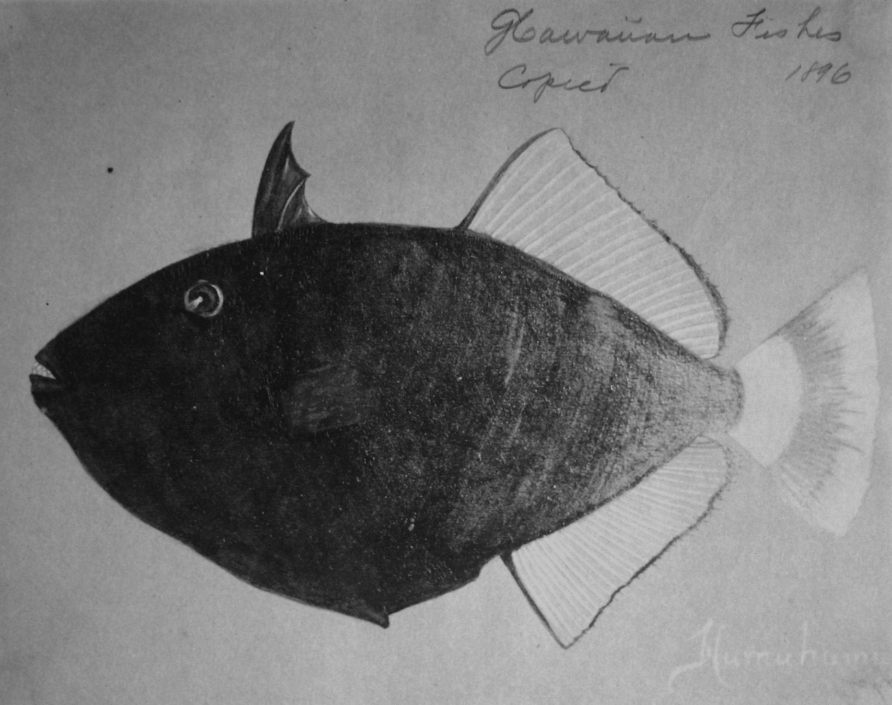 Hawaiian fishes, 1896, Humuhumu