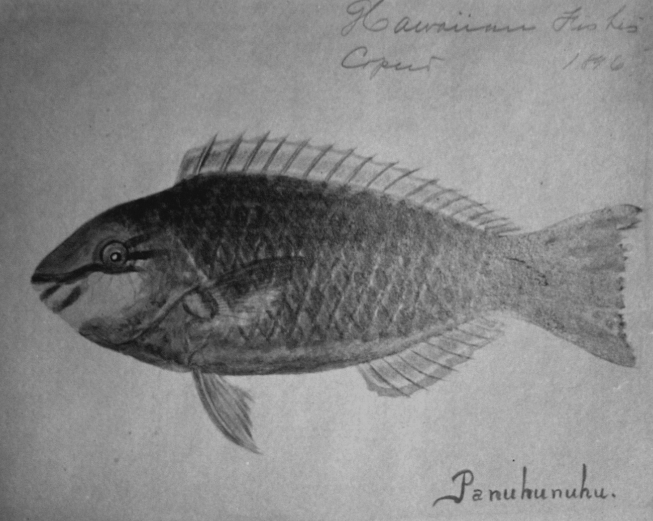 Hawaiian fishes, 1896, Panuhunuhu