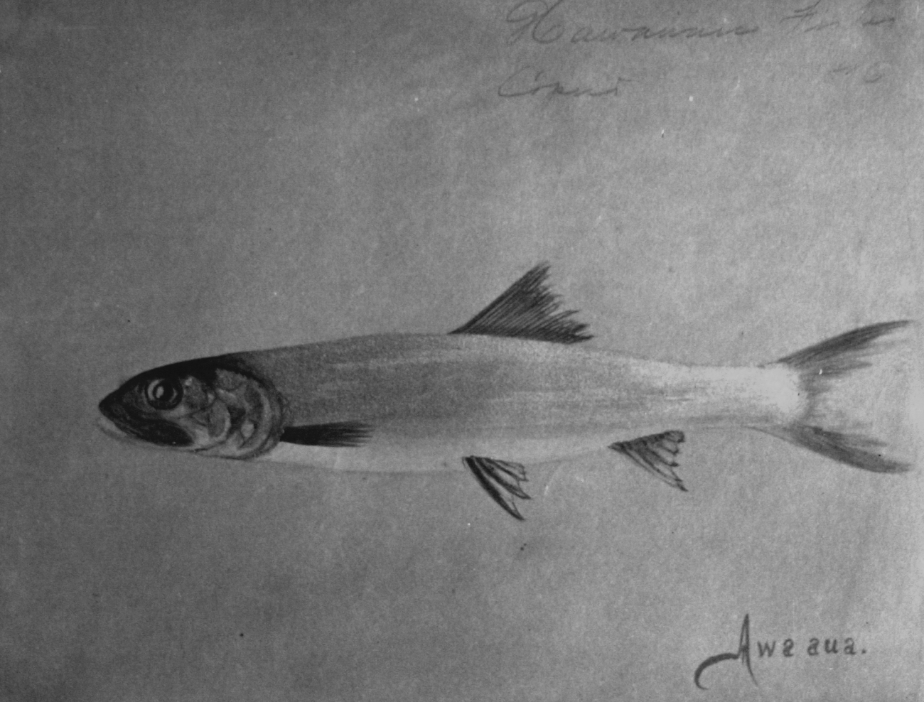 Hawaiian fishes, 1896, Awa aua