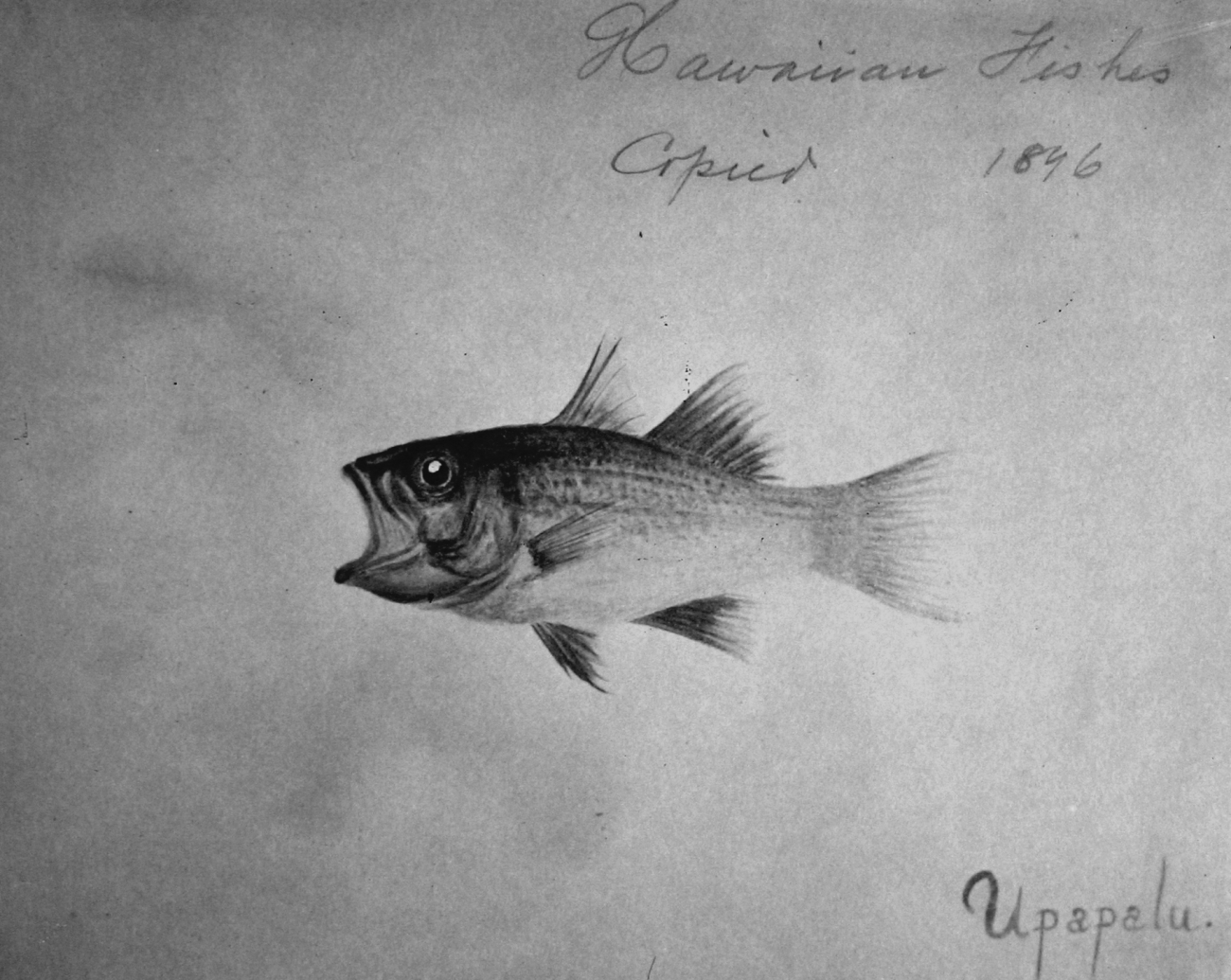 Hawaiian fishes, 1896, Uppapalu