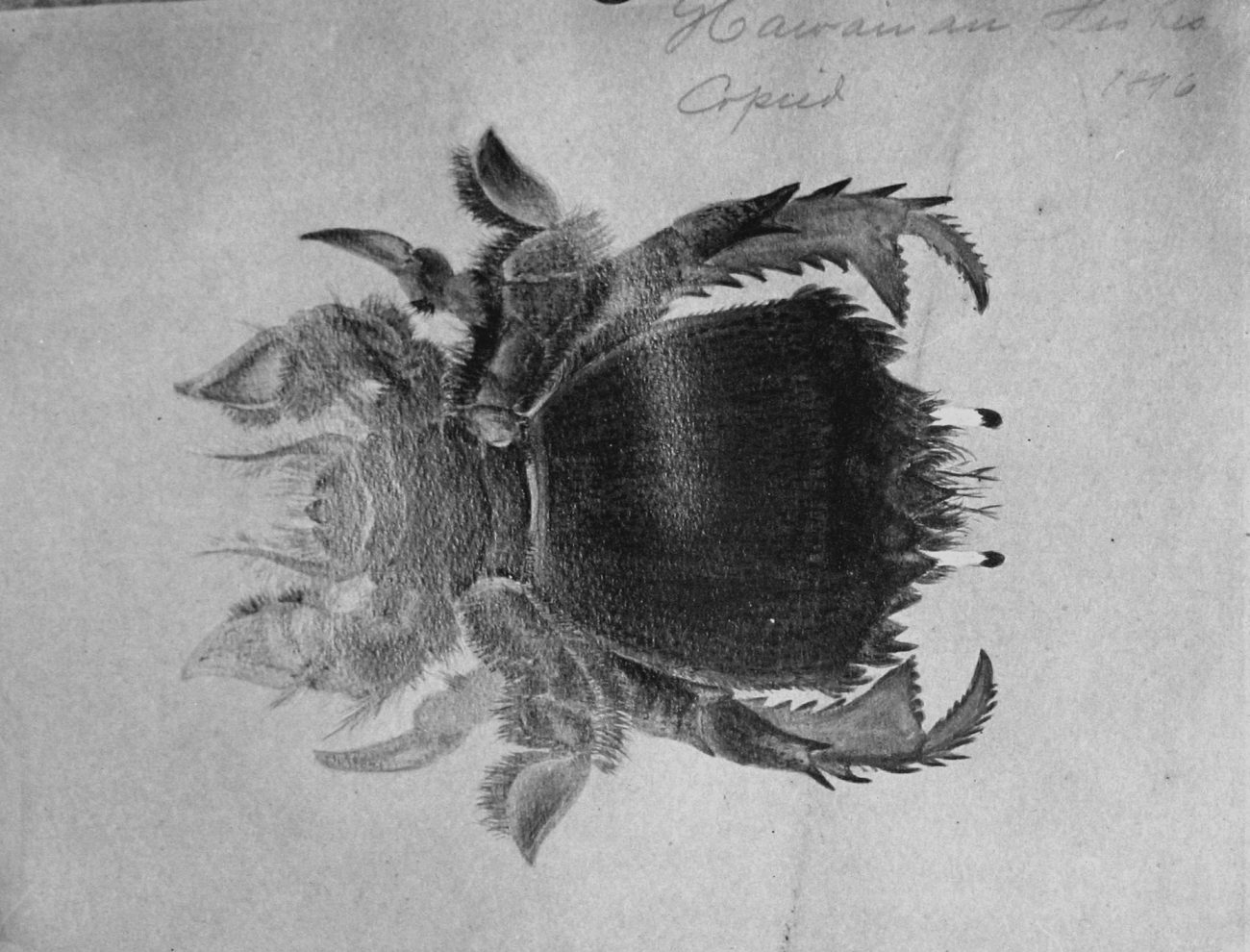 Hawaiian fishes, 1896, unidentified