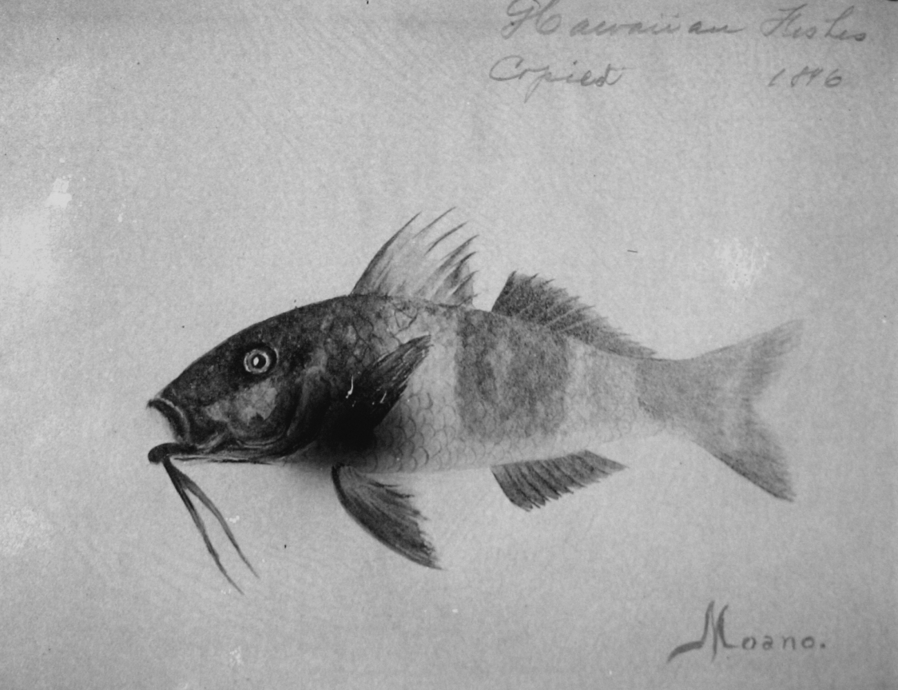 Hawaiian fishes, 1896, Moano