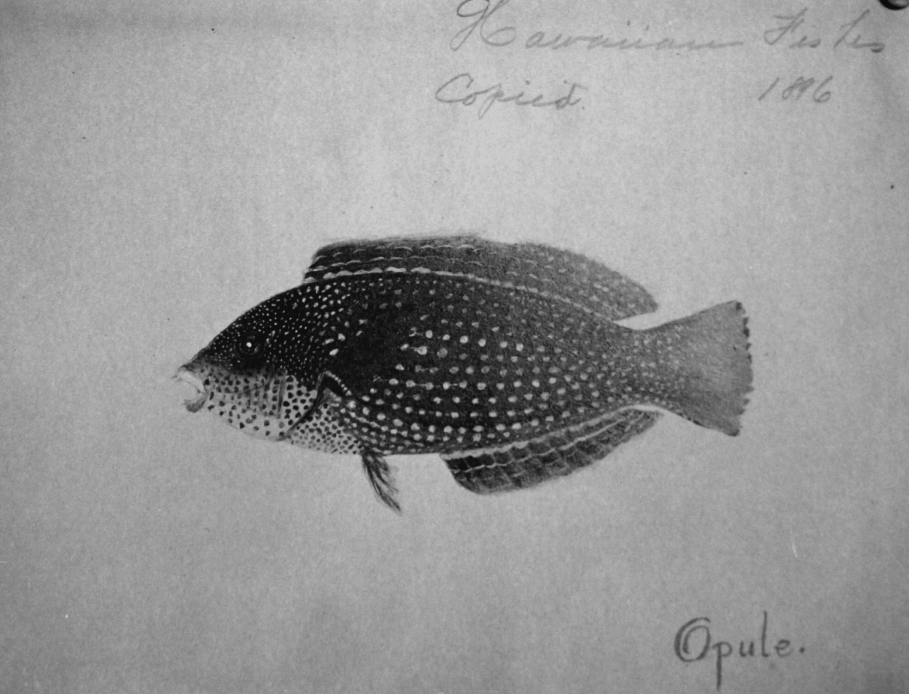 Hawaiian fishes, 1896, Opule