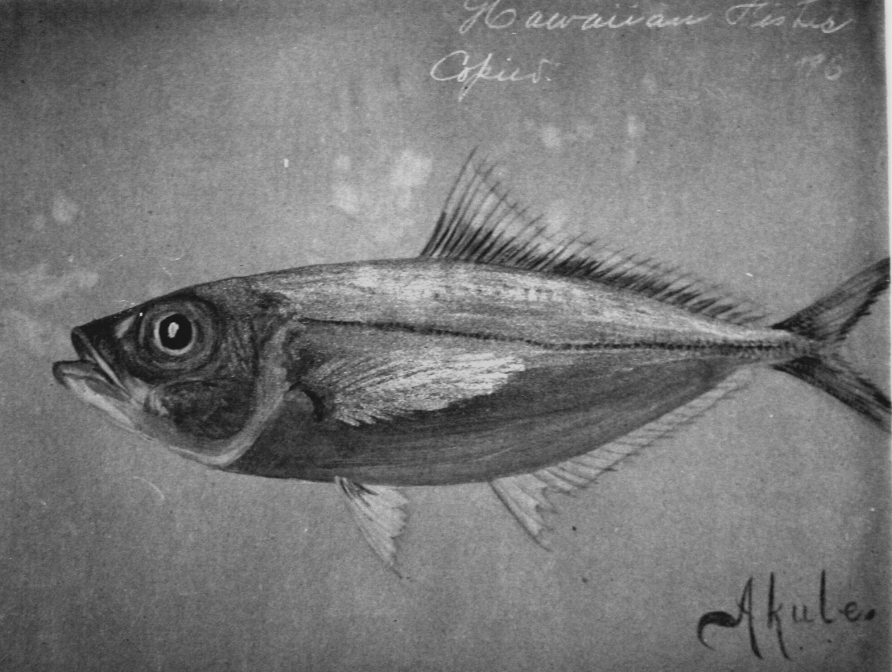 Hawaiian fishes, 1896, Akule