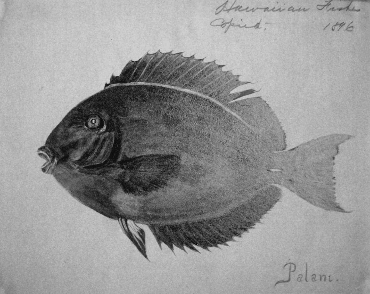 Hawaiian fishes, 1896, Palani