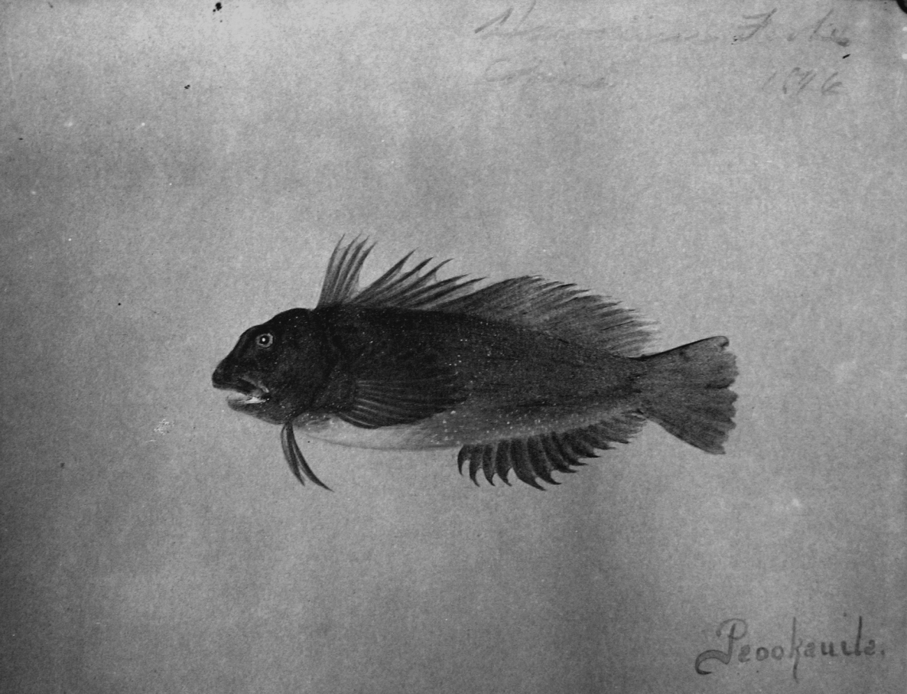 Hawaiian fishes, 1896, Peookauila
