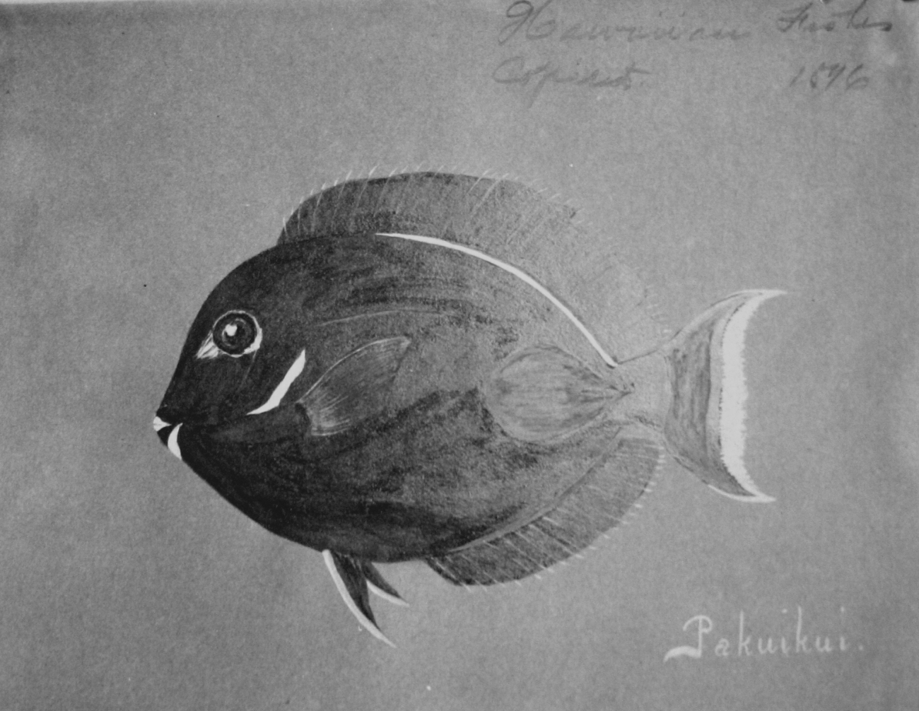 Hawaiian fishes, 1896, Pakuikui