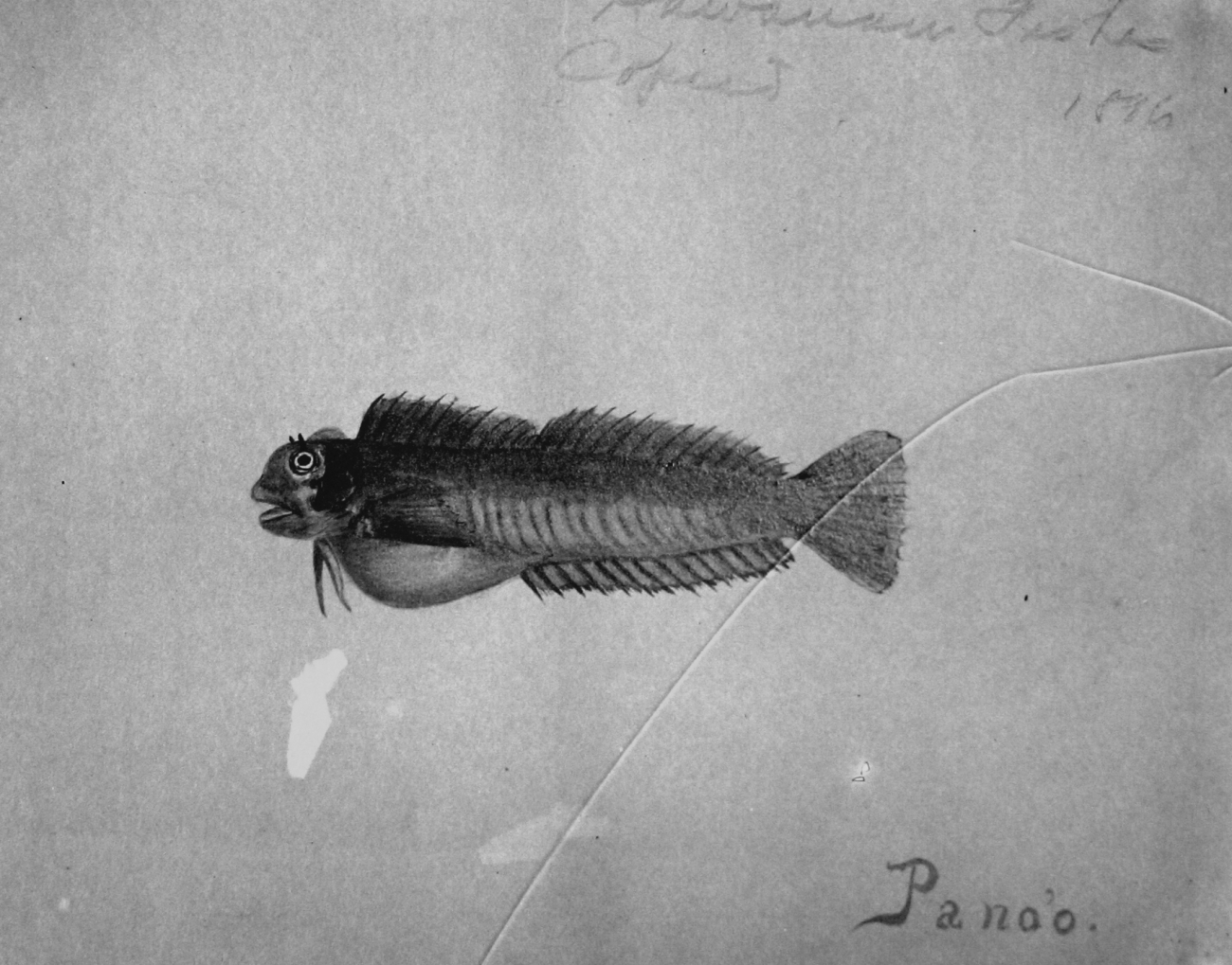 Hawaiian fishes, 1896, Pano'o