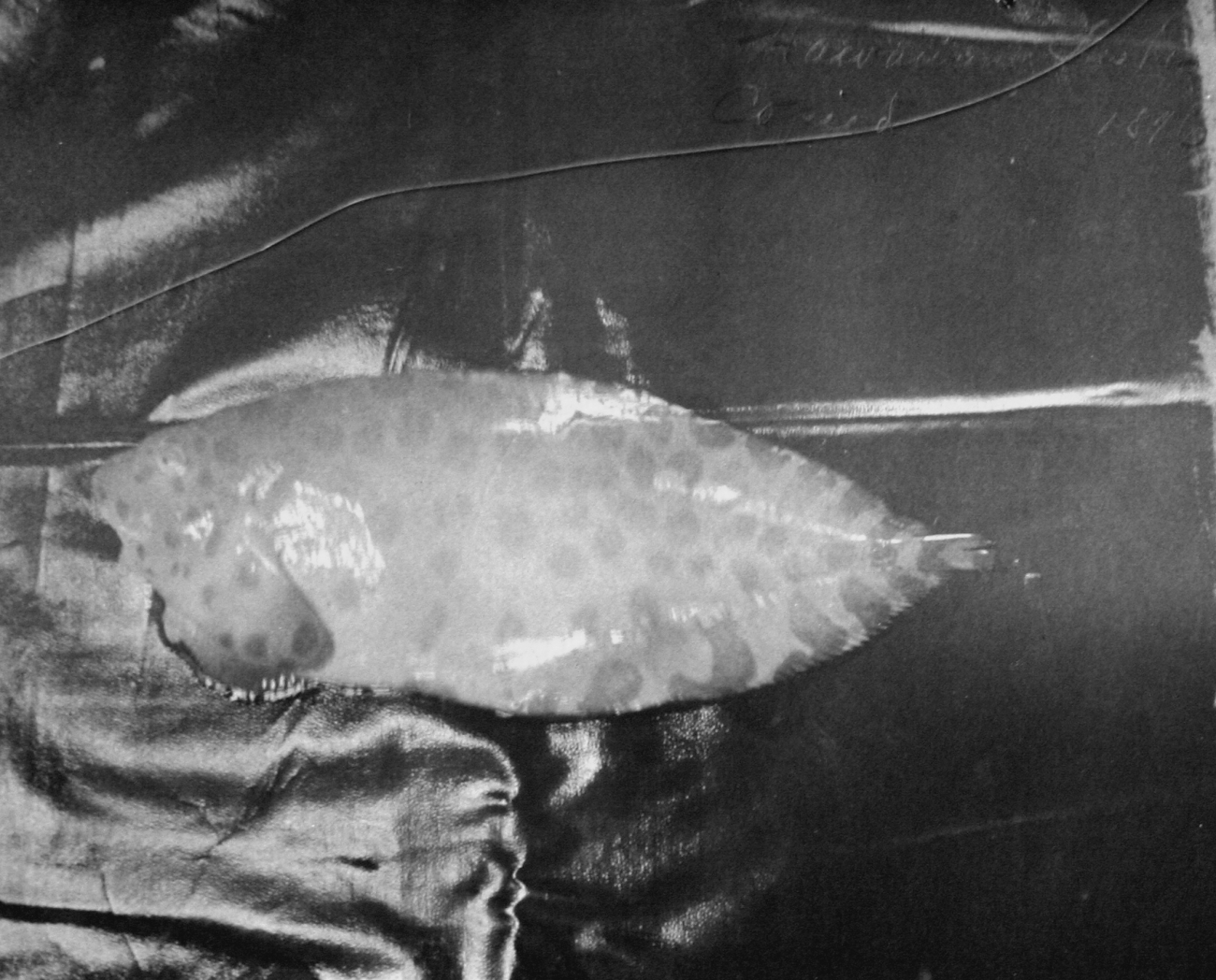 Hawaiian fishes, 1896, unidentified