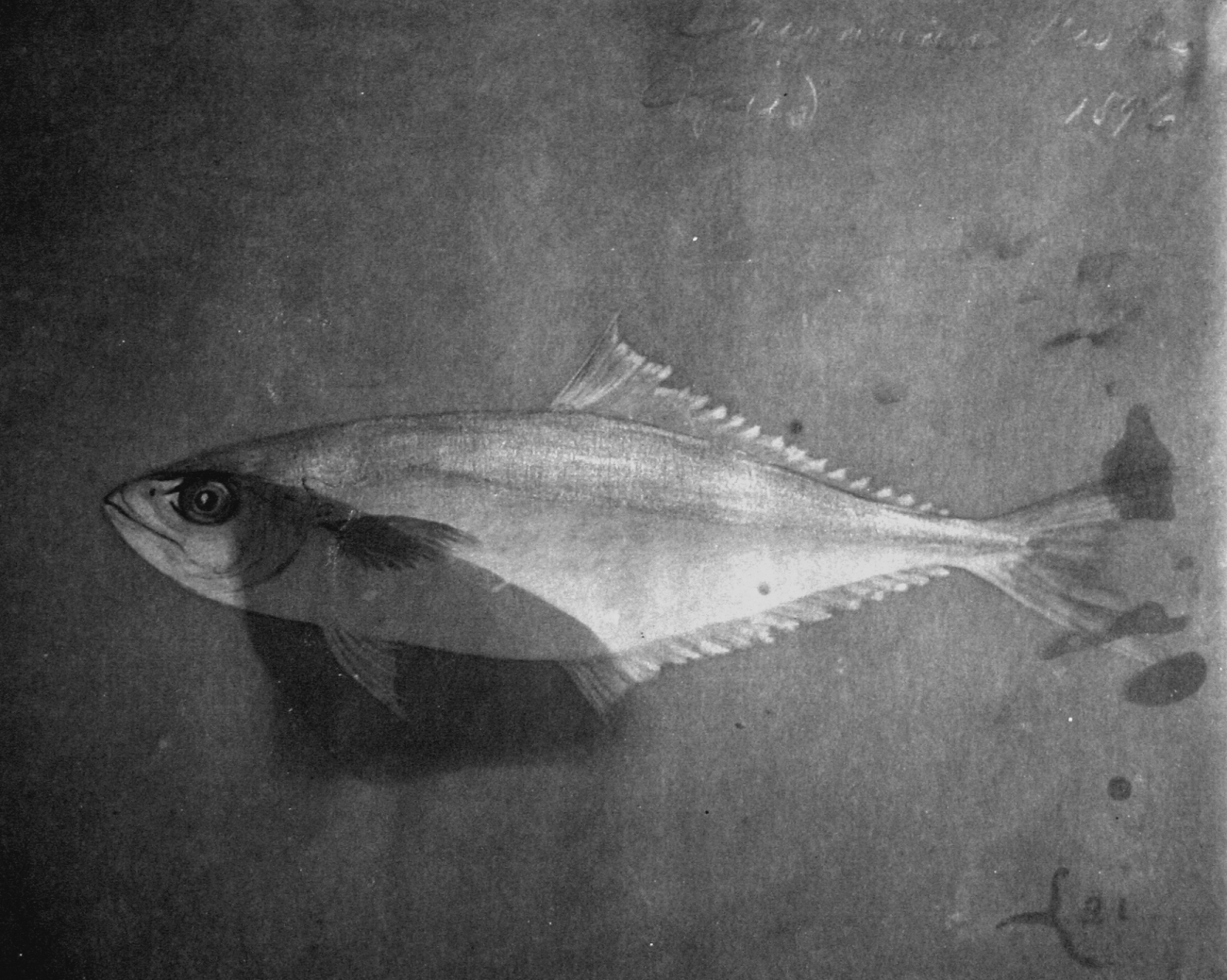 Hawaiian Fishes, 1896, Lai