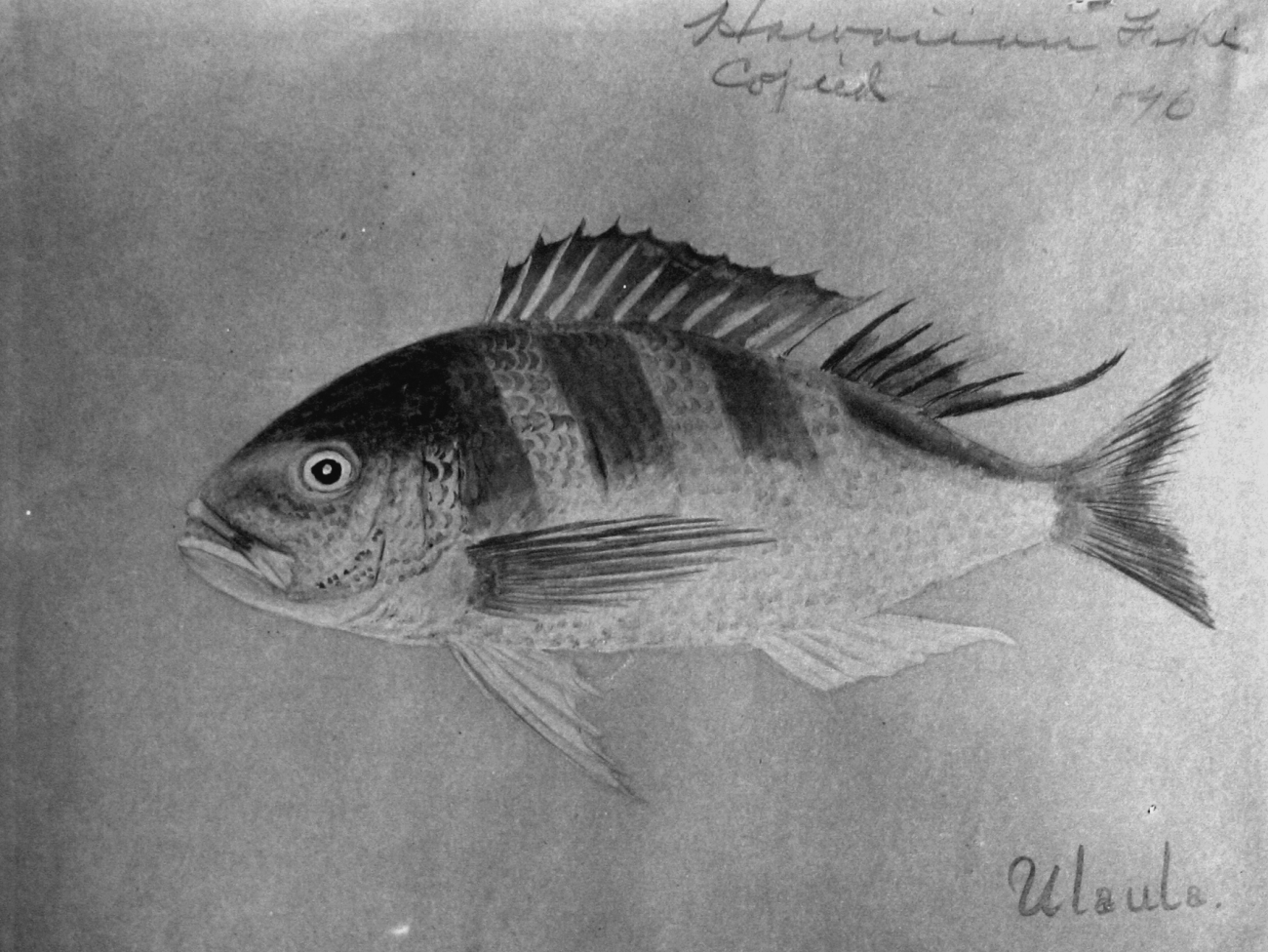 Hawaiian Fishes, 1896, Ulaula