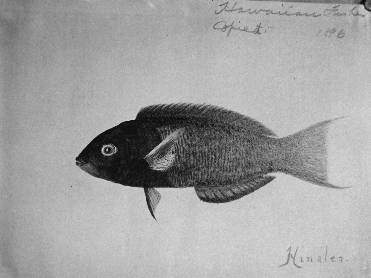 Hawaiian Fishes, 1896, Hinalea