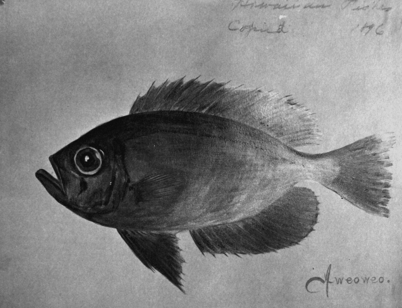 Hawaiian Fishes, 1896, Aweoweo