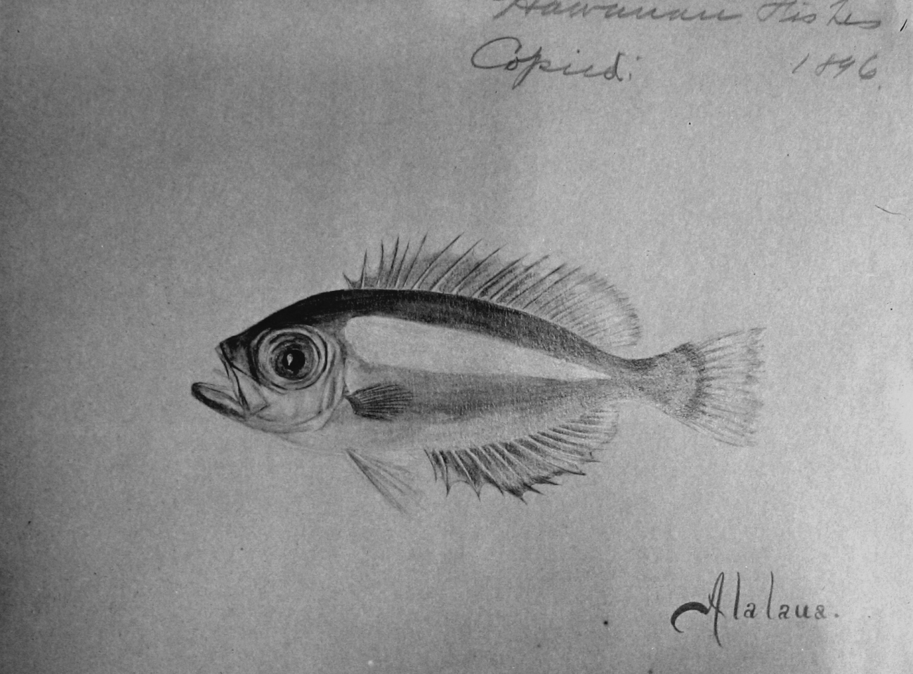 Hawaiian Fishes, 1896, Alalaus