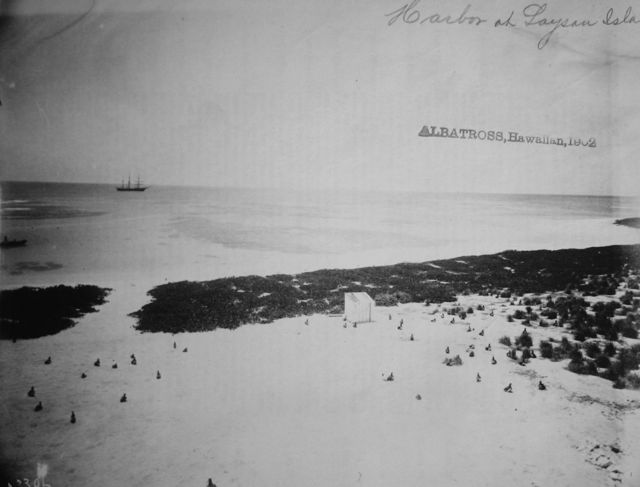 Albatross, HI, 1902, harbor at Laysan Island