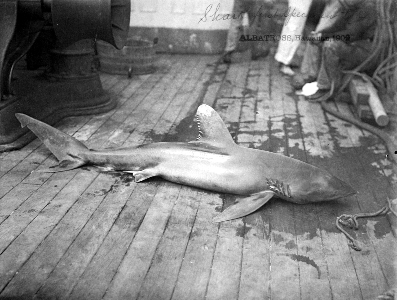 Albatross, HI, 1902, shark, first specimen taken