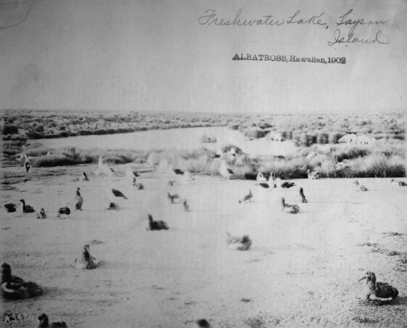 Albatross, HI, 1902, freshwater lake, Laysan Island