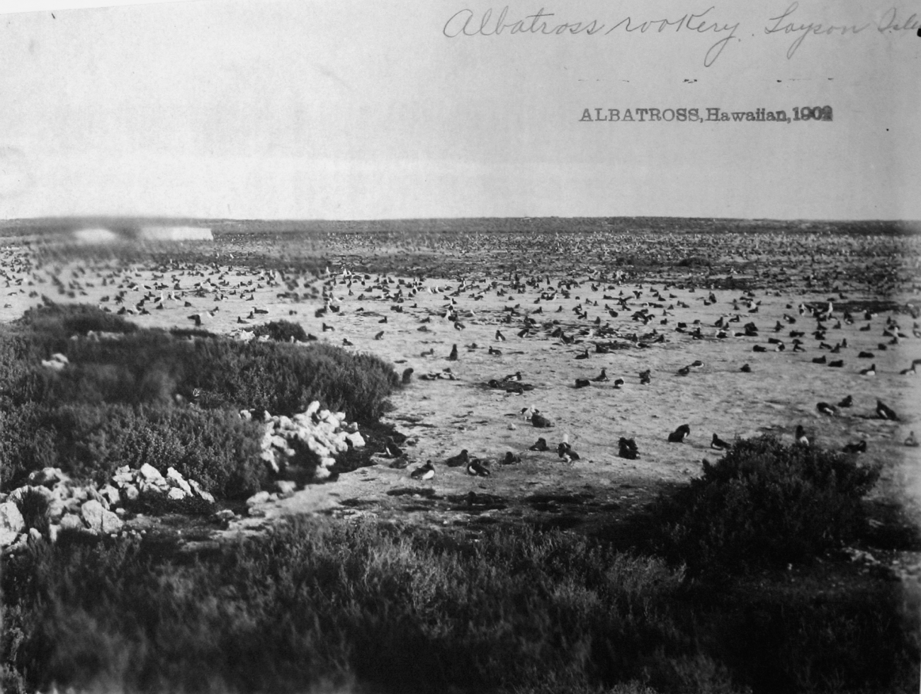 Albatross, HI, 1902, albatross rookery, Laysan Island