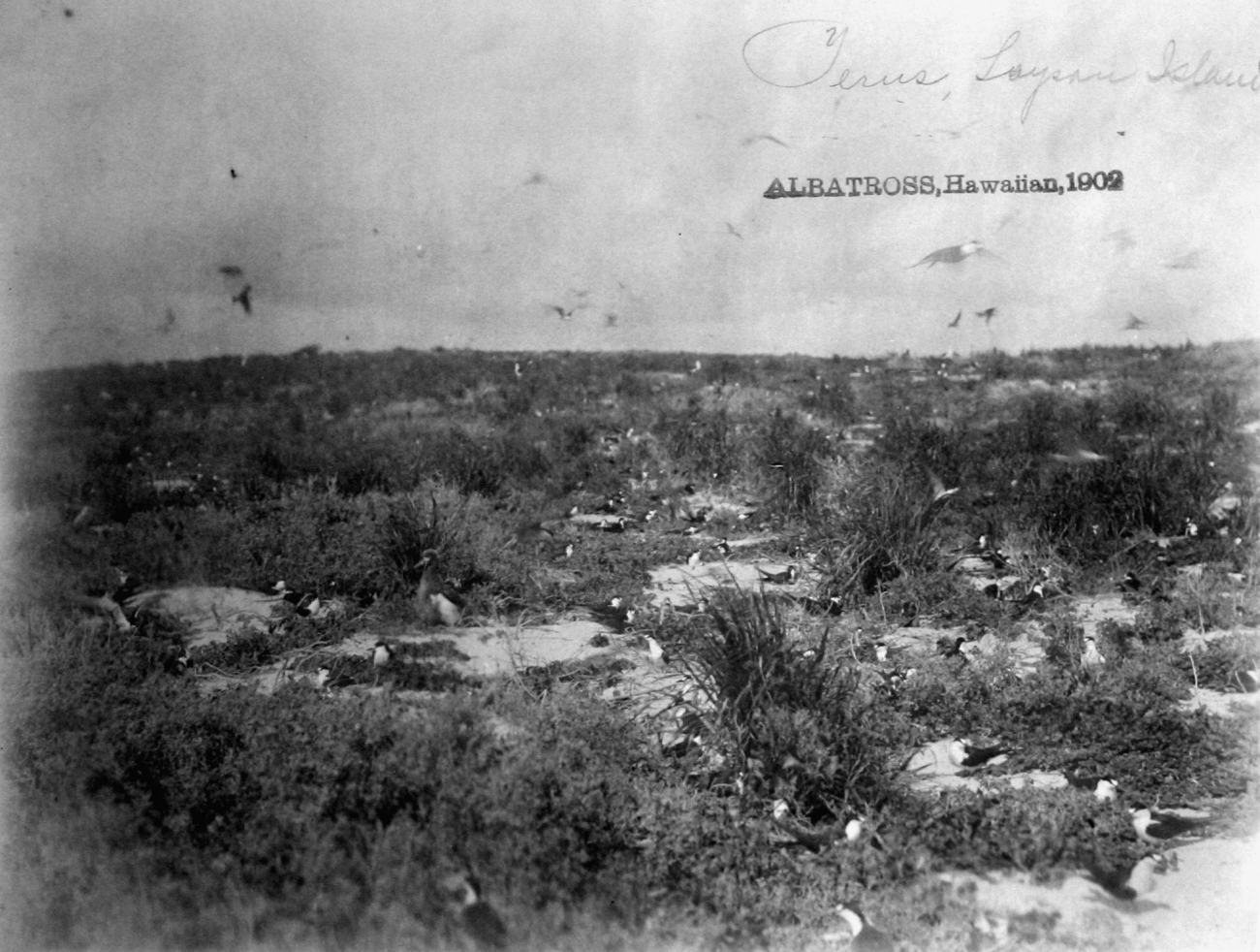 Albatross, HI, 1902, Yerus (?), Laysan Island