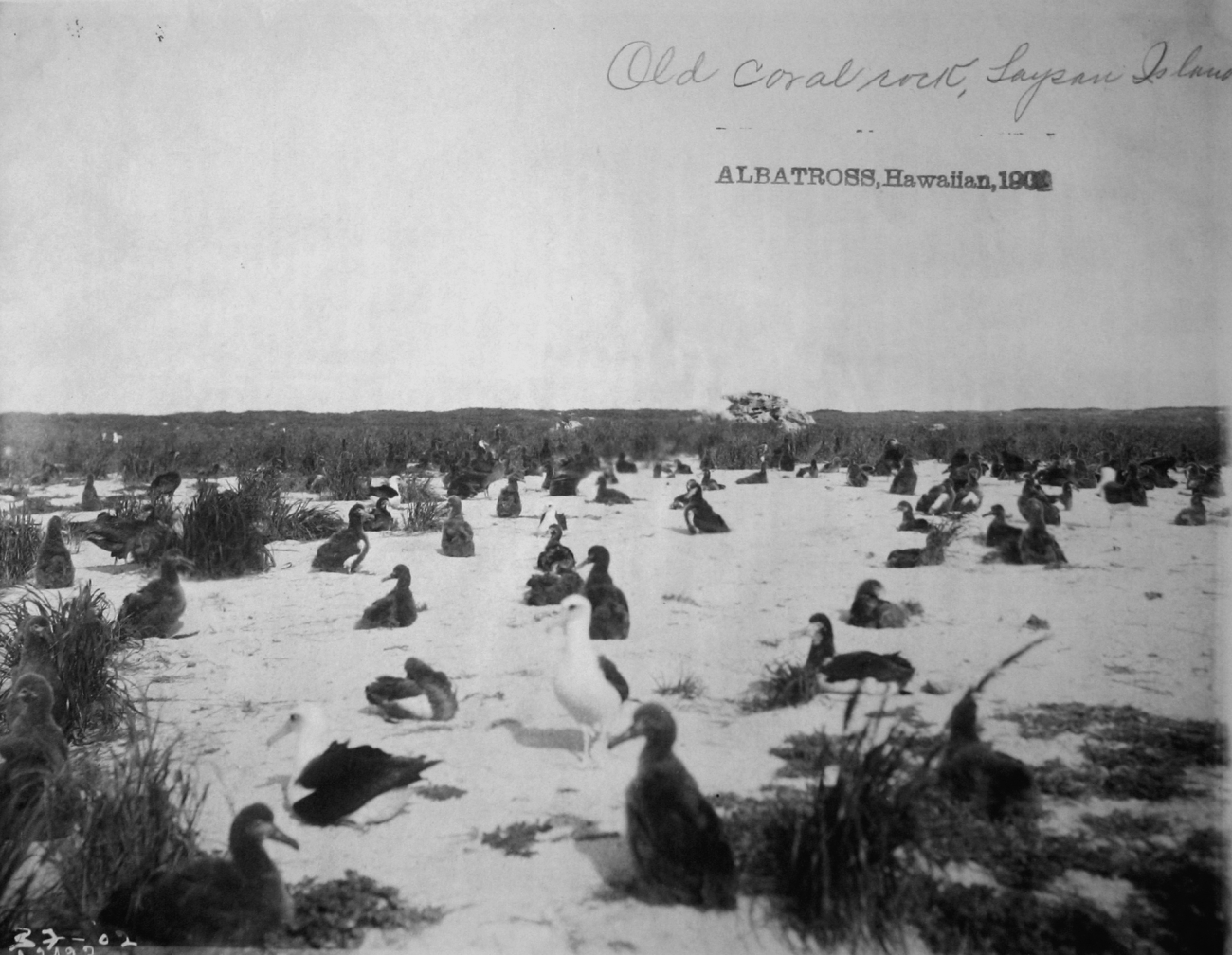 Albatross, HI, 1902, old coral rock, Laysan Island