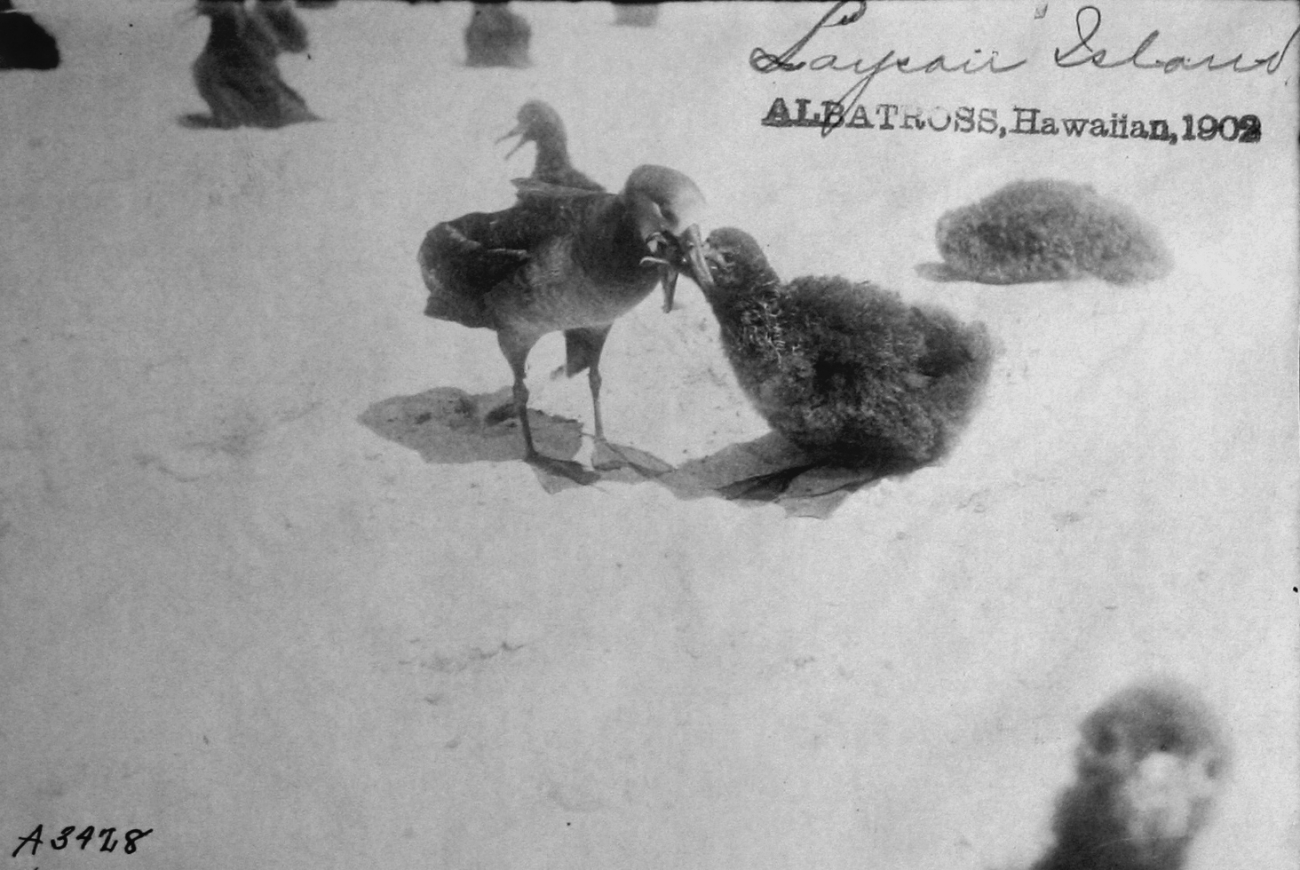 Albatross, HI, 1902, Laysan Island