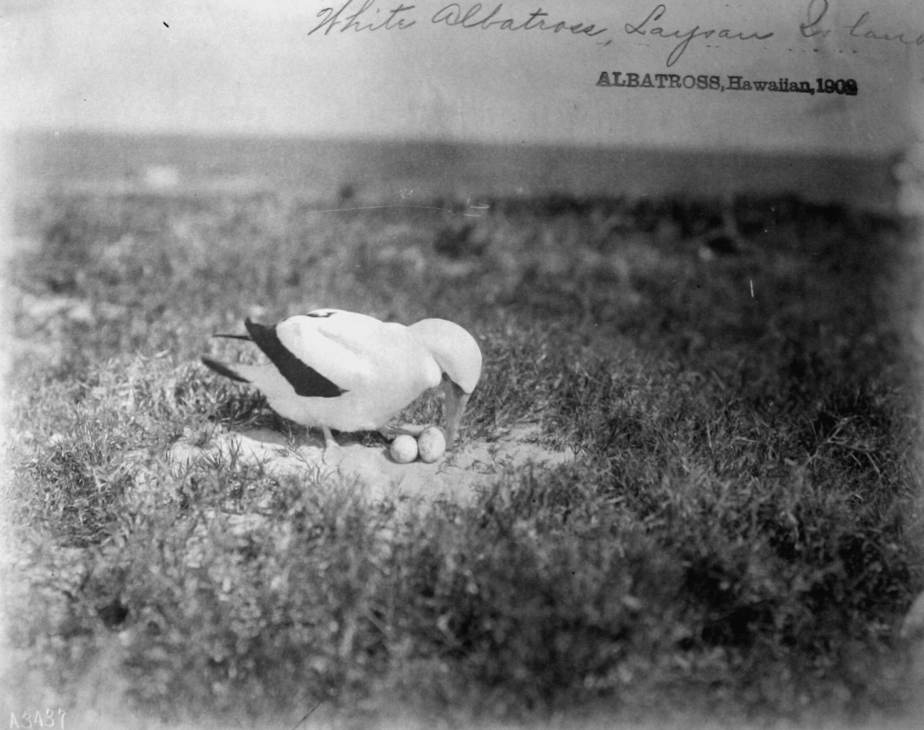 Albatross, HI, 1902, white albatross, Laysan Island