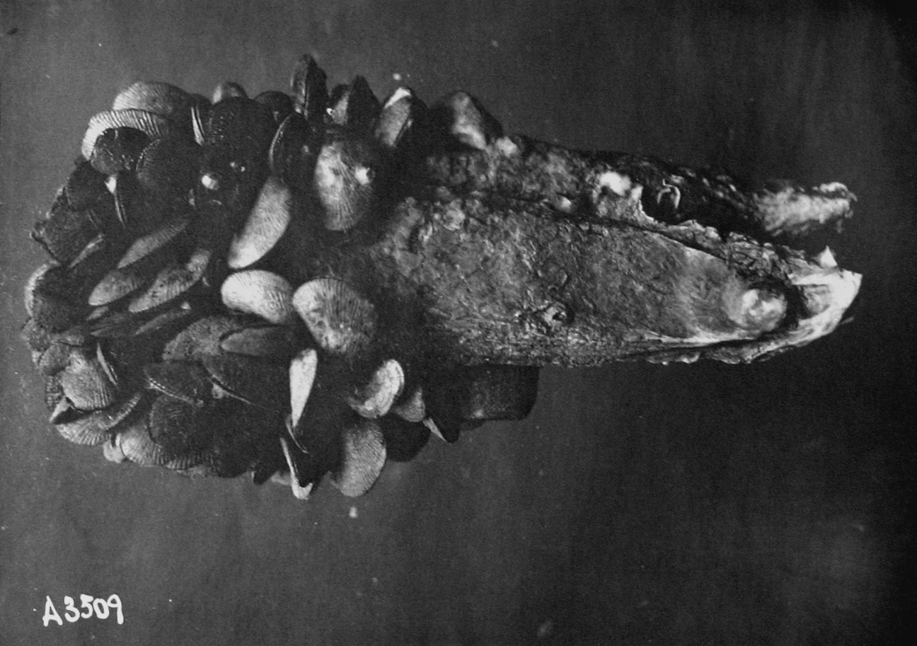 Matagorda Bay, TX, oyster from East Point Reef, 1905