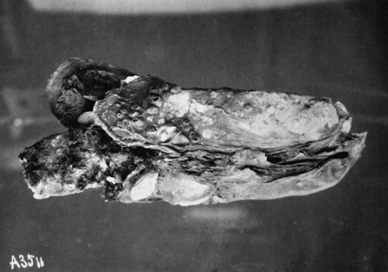 Matagorda Bay, TX, oyster from East Point Reef, 1905