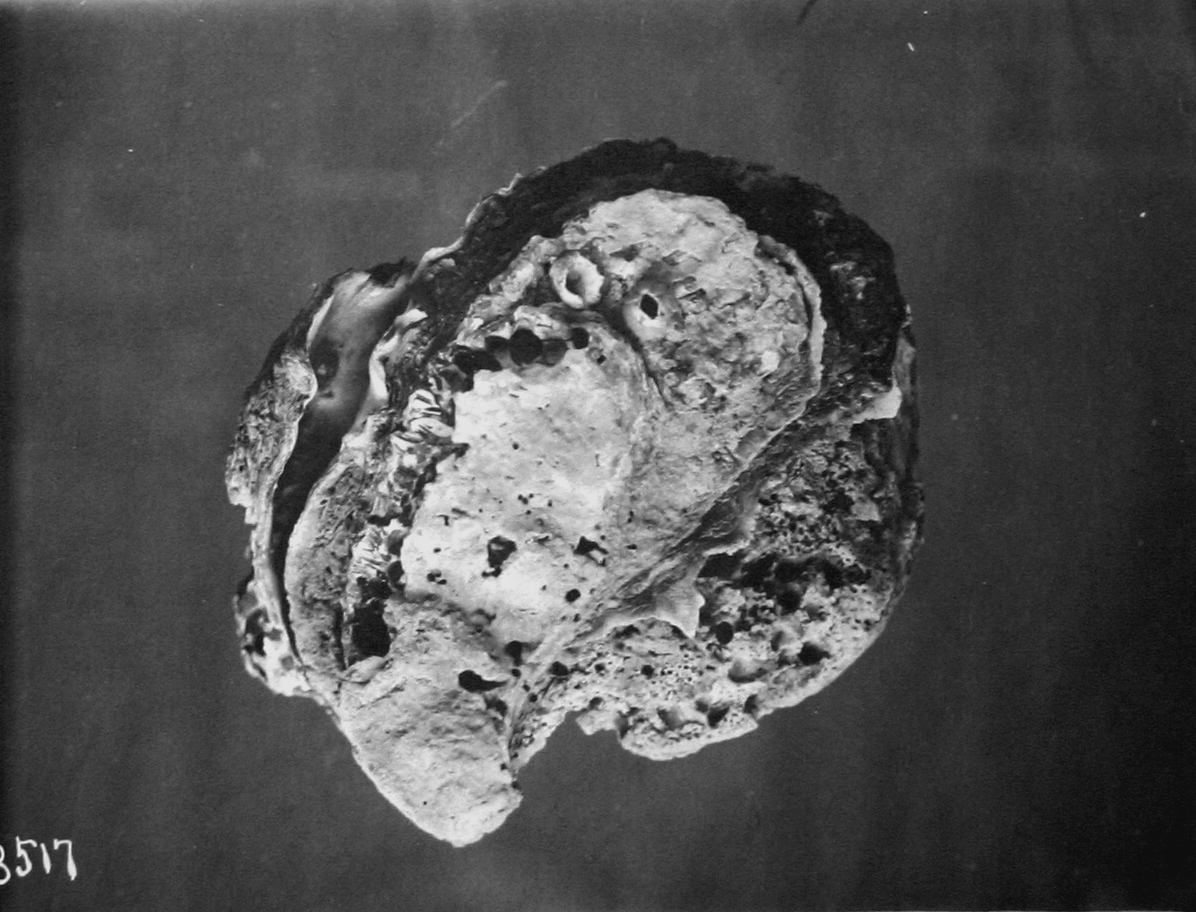 Matagorda Bay, TX, oyster from Half Moon Reef, martesia borings, 1905