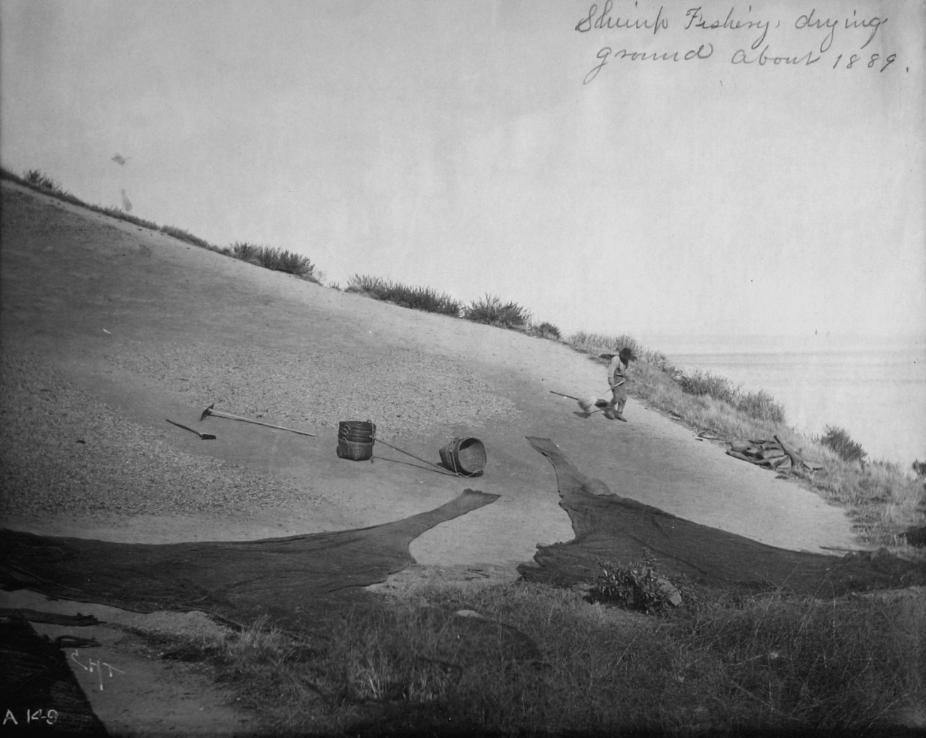 Shrimp fishing, drying ground, about 1889, CA