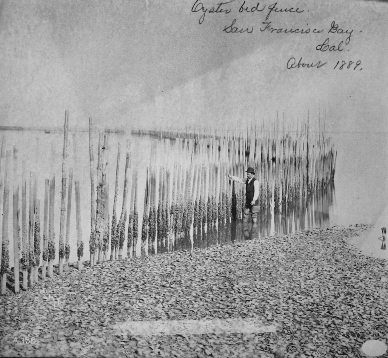 Oyster bed fence, San Francisco Bay, CA, about 1889