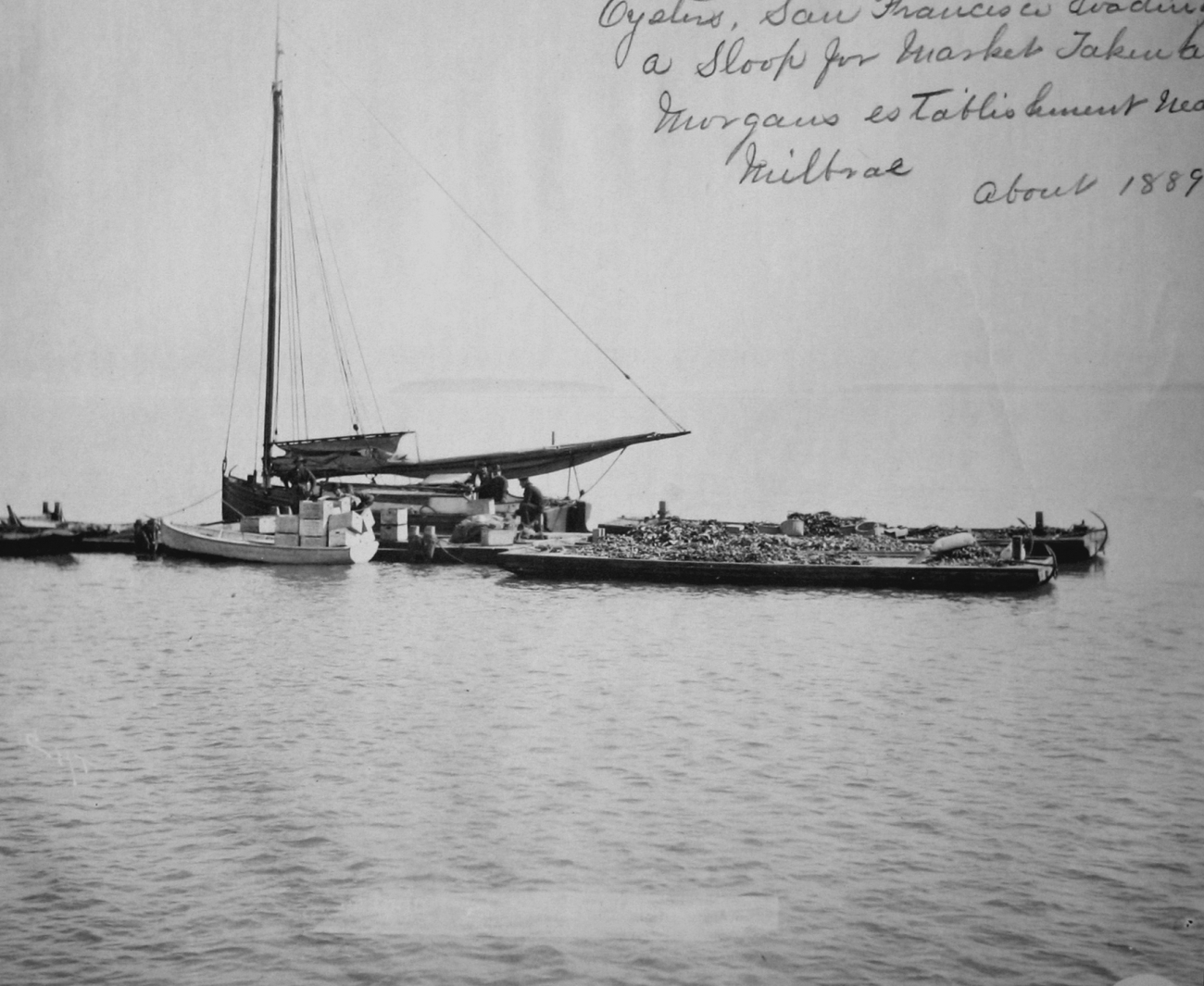 Oysters, San Francisco, CA, loading a sloop for market taken toMorgans establishment near Milbrae, about 1889
