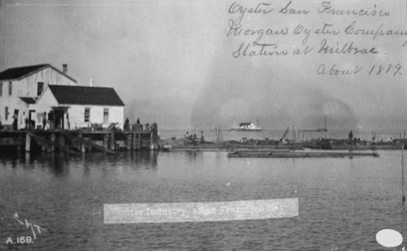 Oyster industry, Morgan Oyster Company, San Francisco Bay, Milbrae, CA, 1889