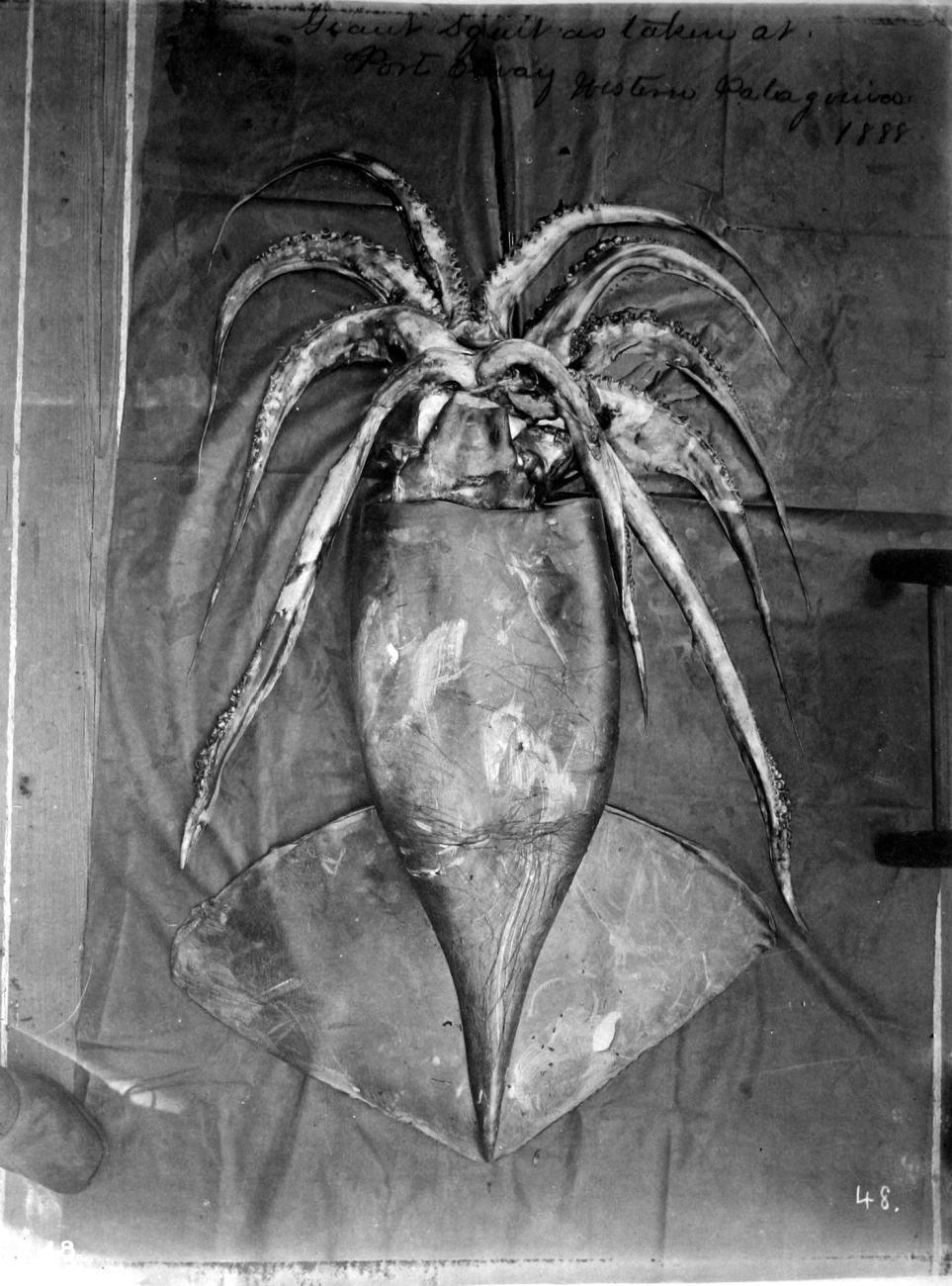Giant squid as taken at Port Otway, western Patagonia, 1888