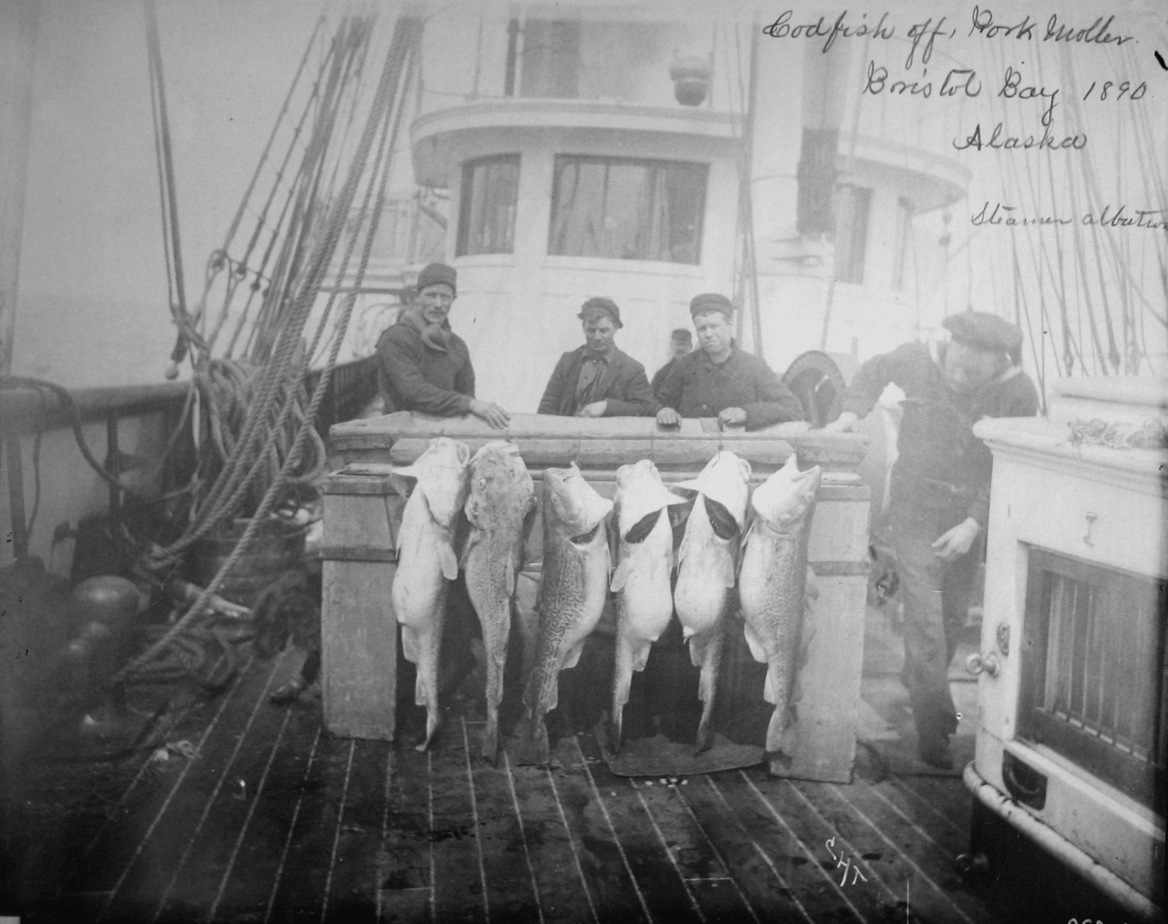 Codfish off Port Moller, Bristol Bay, AK, 1890, steamer Albatross