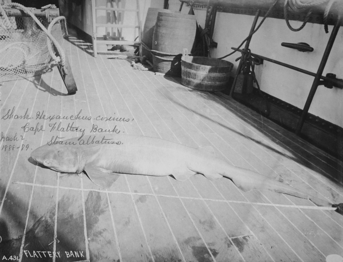 Shark, hexanchus corinus, Cape Flattery Bank, WA, 1888-89, steamer Albatross
