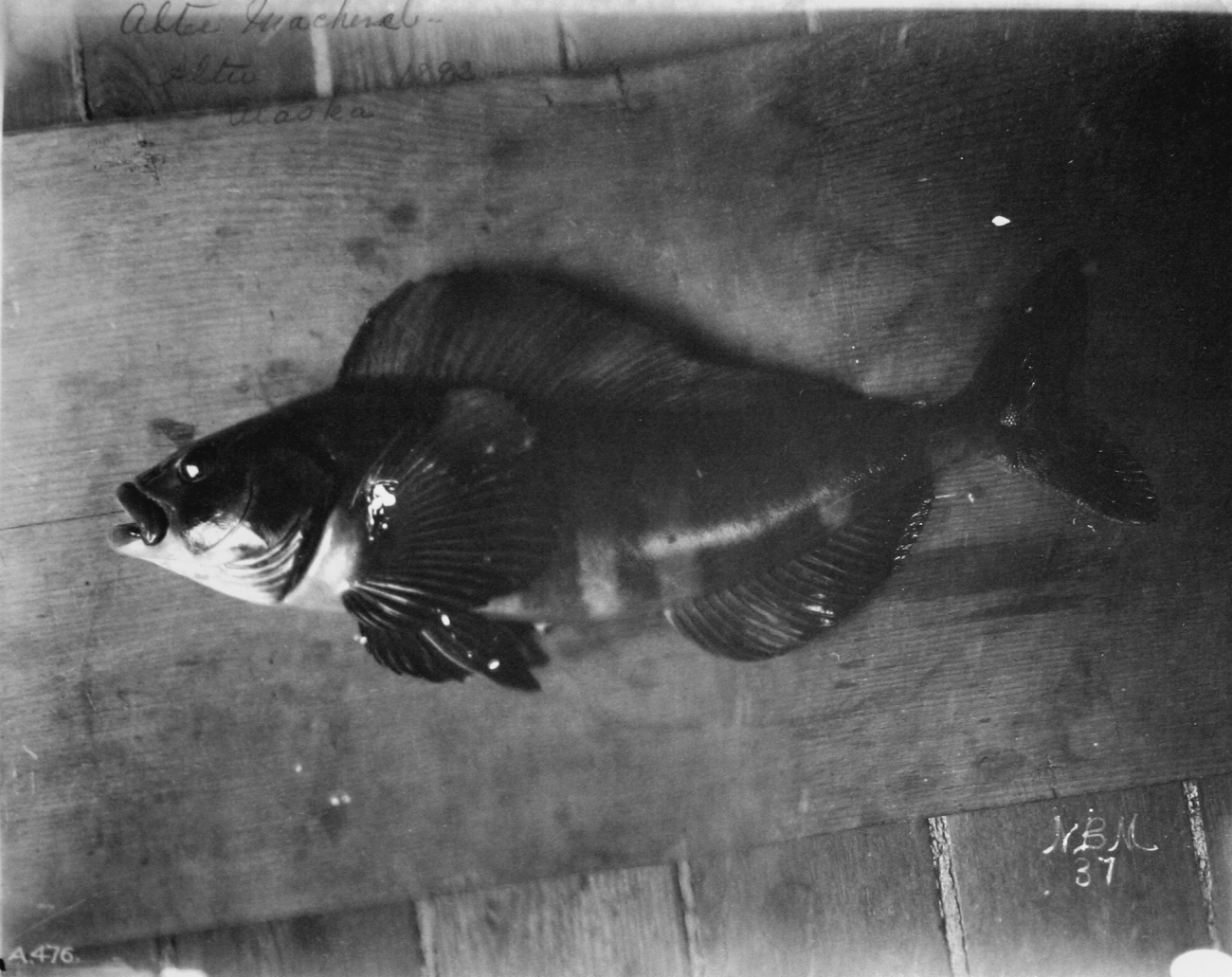 Atka mackerel, Atka, AK, 1893