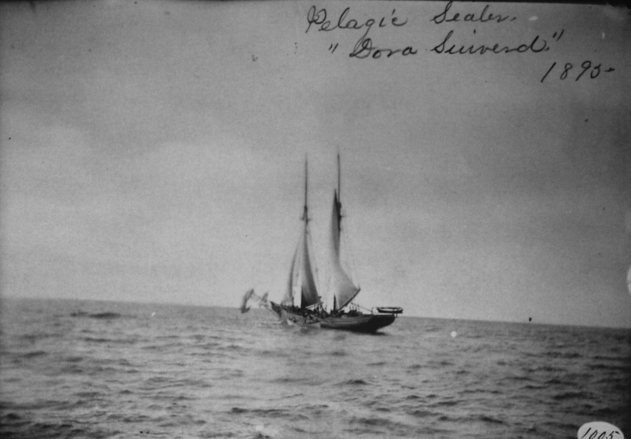 Pelagic sealer Dora S, 1895