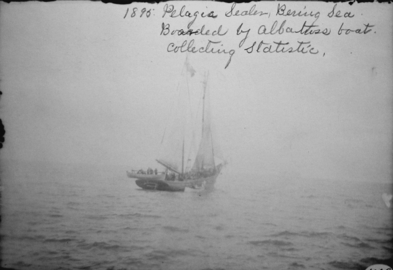 Pelagic sealer, Bering Sea, boarded by Albatross boat,collecting statistics, 1895