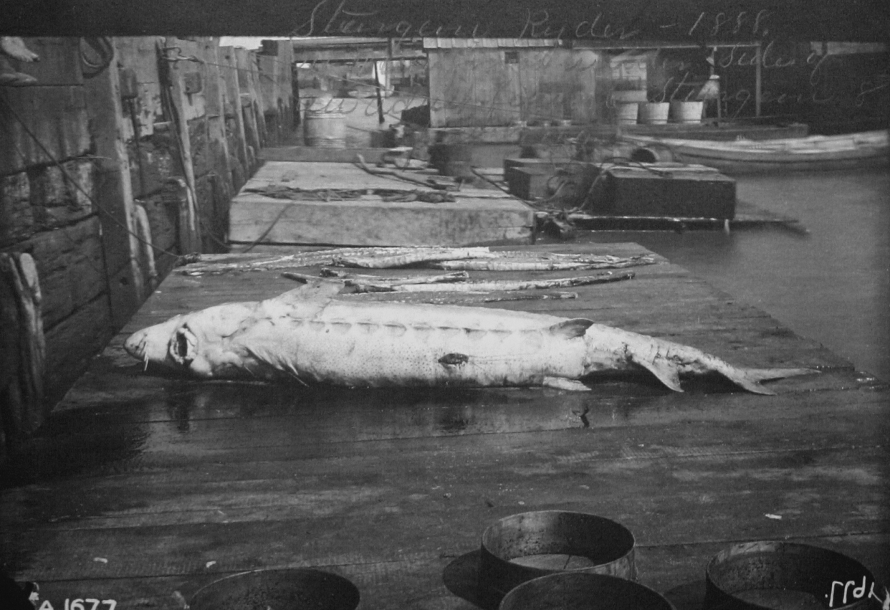 Sturgeon, 8 feet long, 1888