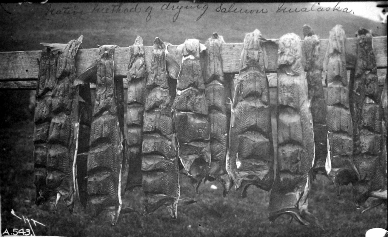 Native method of drying salmon, Unalaska, AK