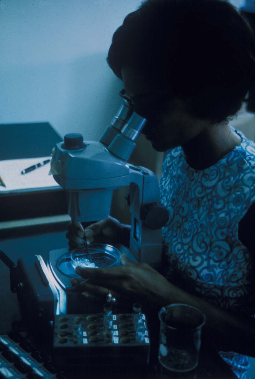 Laboratory scientist sorting larval shrimp that have been artificiallycultivated at the BCF Galveston Laboratory