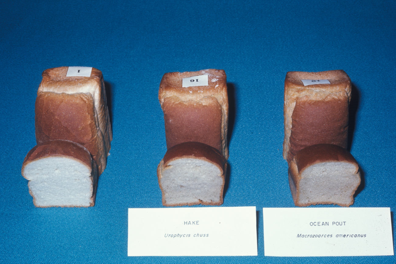 Bread made with 10 percent  concentrate from hake (center) and herring(right), hardly differ in texture and taste from regular bread (left)