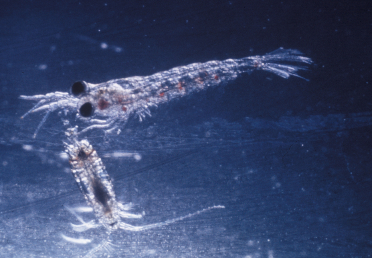 The shrimp-like euphausiid (upper) and the copepod occur in many kinds and often in great abundance
