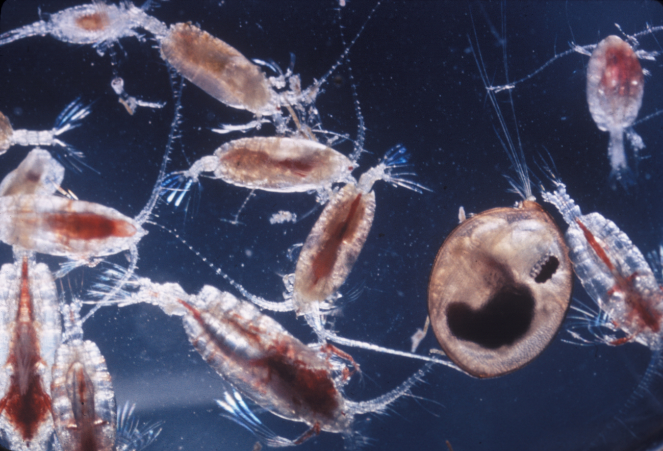 Samples of zooplankton taken at one time and place often consist of only a fewkinds of animals