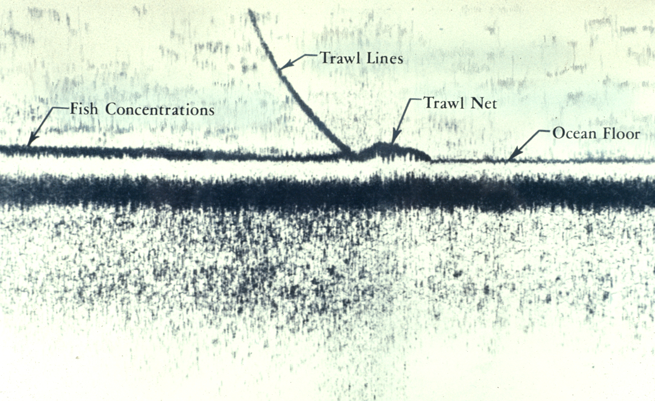 A tracing made by an echo sounder shows concentrations of Pacific ocean perchon the sea floor, as well as the otter trawl of another vessel sweeping over the bottom toward the fish