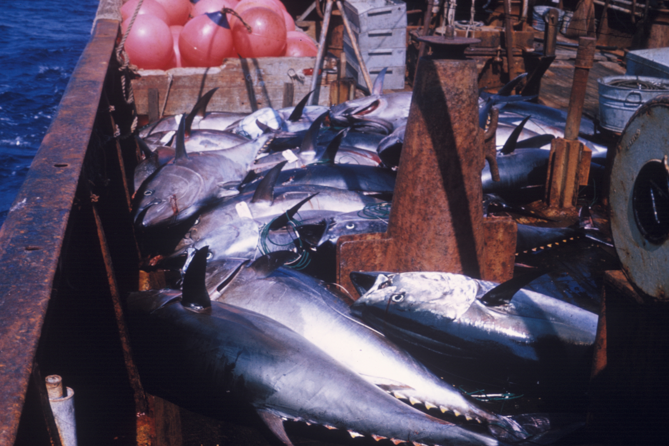 Bluefin tuna taken from subsurface waters with longline gear duringexploratory fishing by the BCF vessel DELAWARE