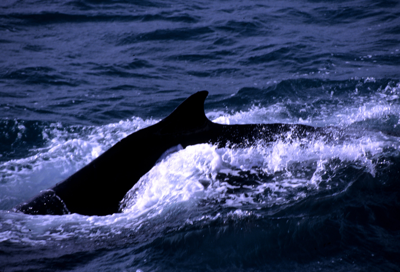 A humpback whale, with visible dorsal hump that gives it its name